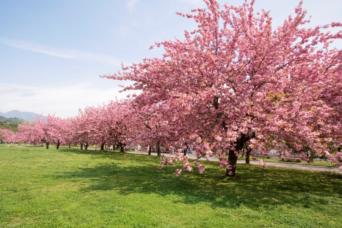 ゴールデンウィークが見頃となる八重桜