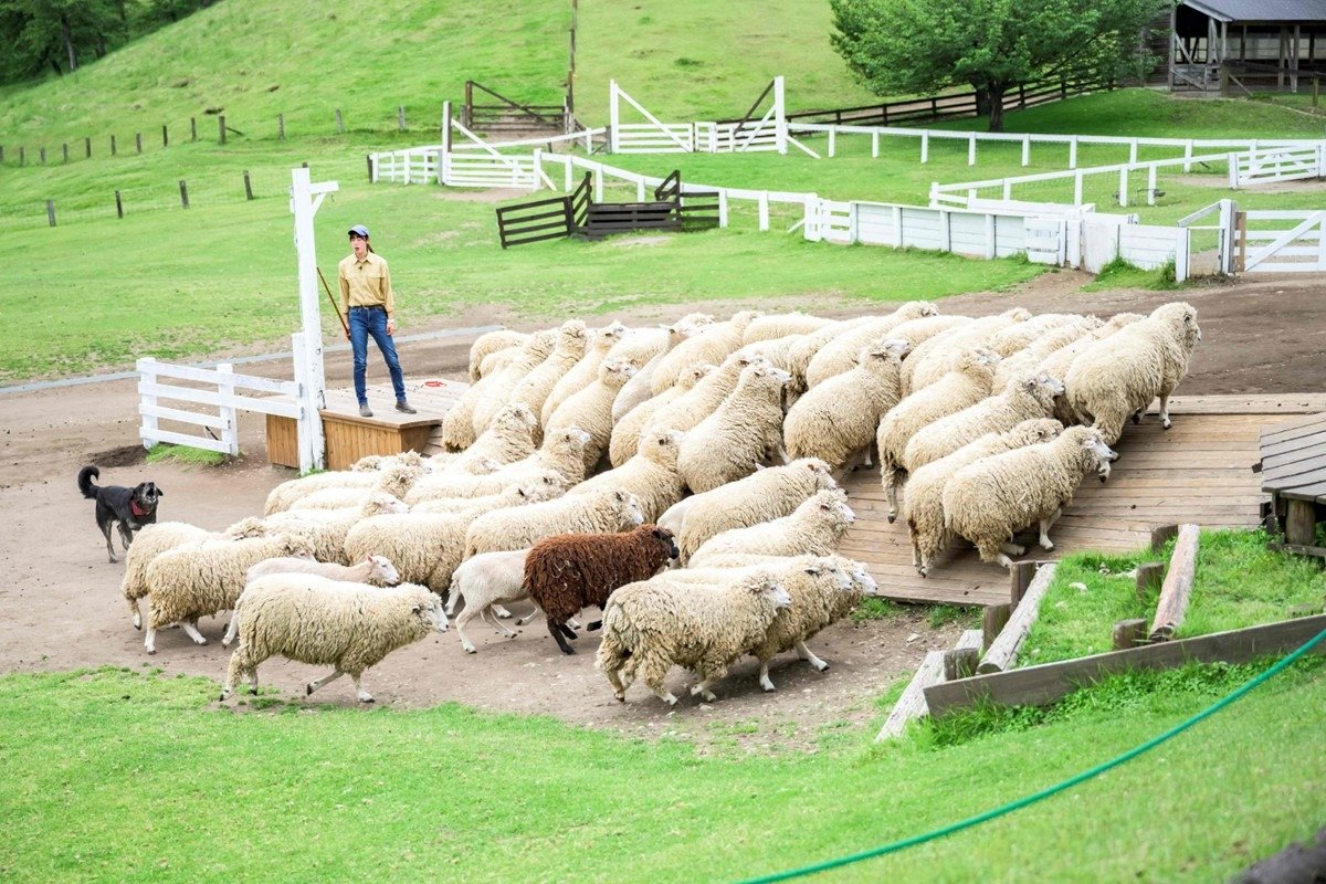 牧羊犬がヒツジの群れをコントロール
