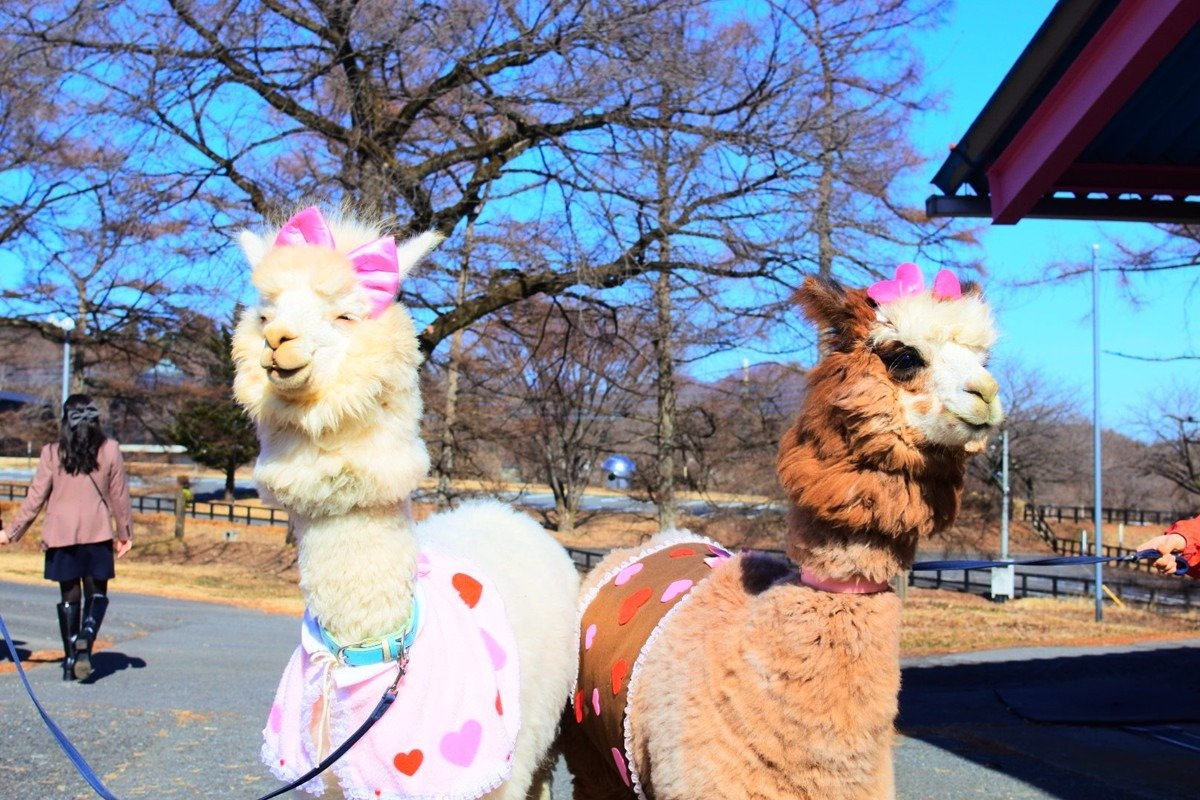 2025年に仲間入りしたアルパカたち