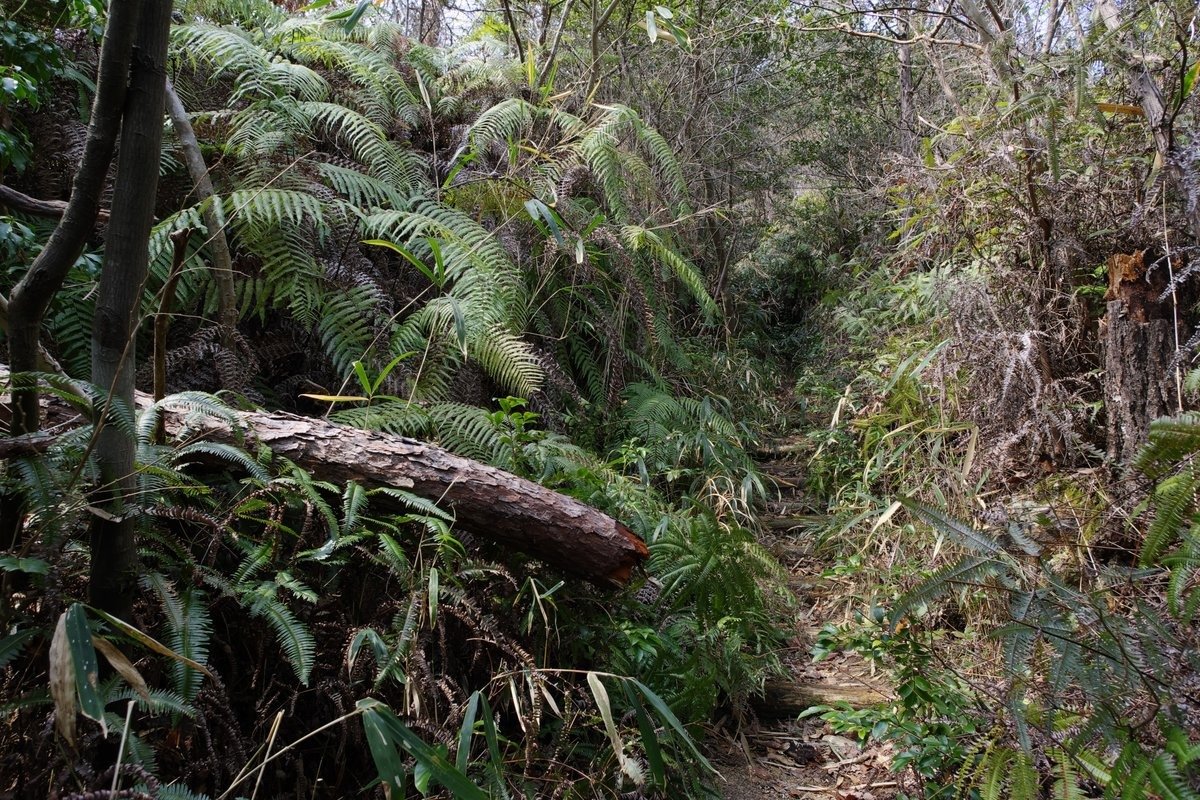 鬼ノ城登山道
