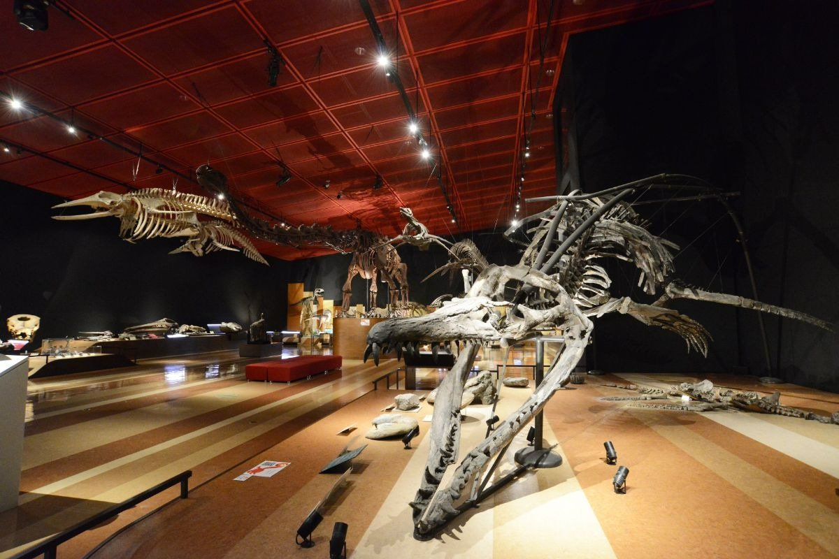 今にも動き出しそうなクビナガリュウの化石