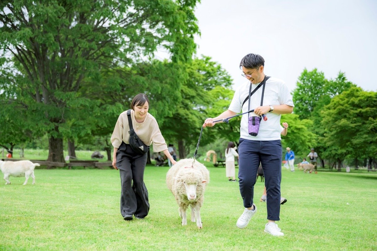ヒツジと散歩できる牧場はここだけかも