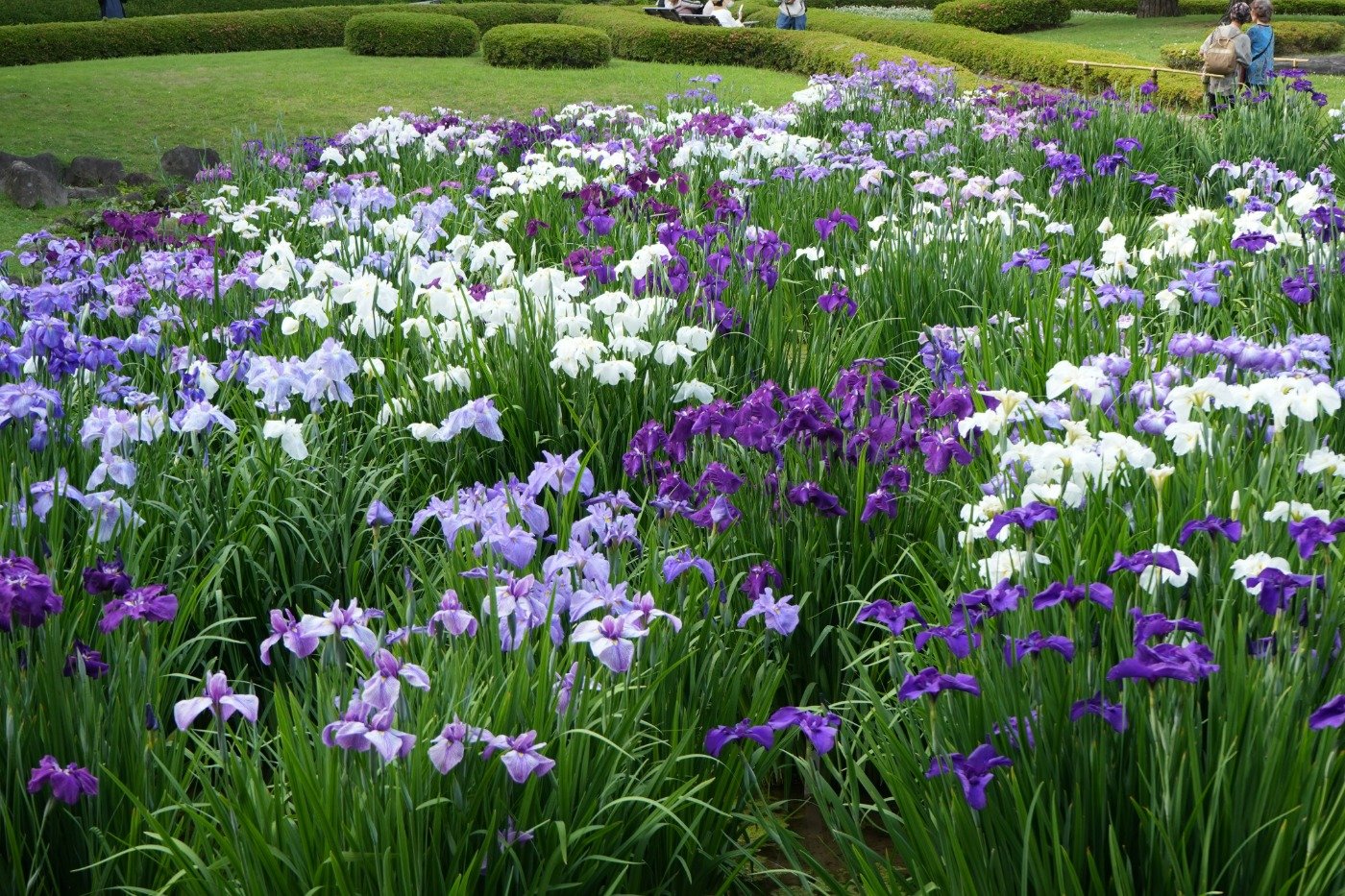回遊式庭園の広がる二の丸には菖蒲田（しょうぶだ）もあり5月末～6月中旬が見頃
