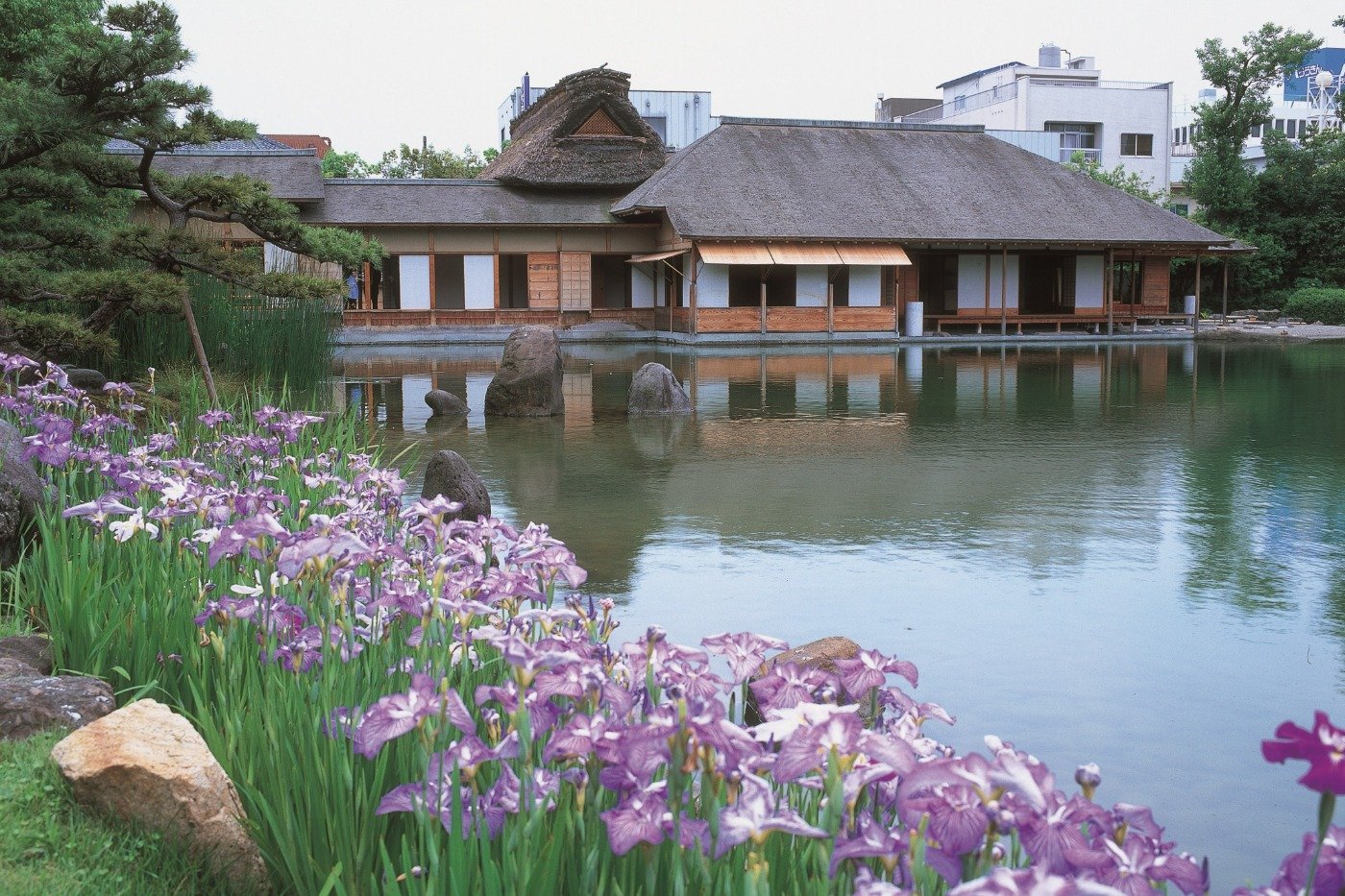 例年5月下旬～6月上旬には菖蒲（しょうぶ）も庭を彩ります