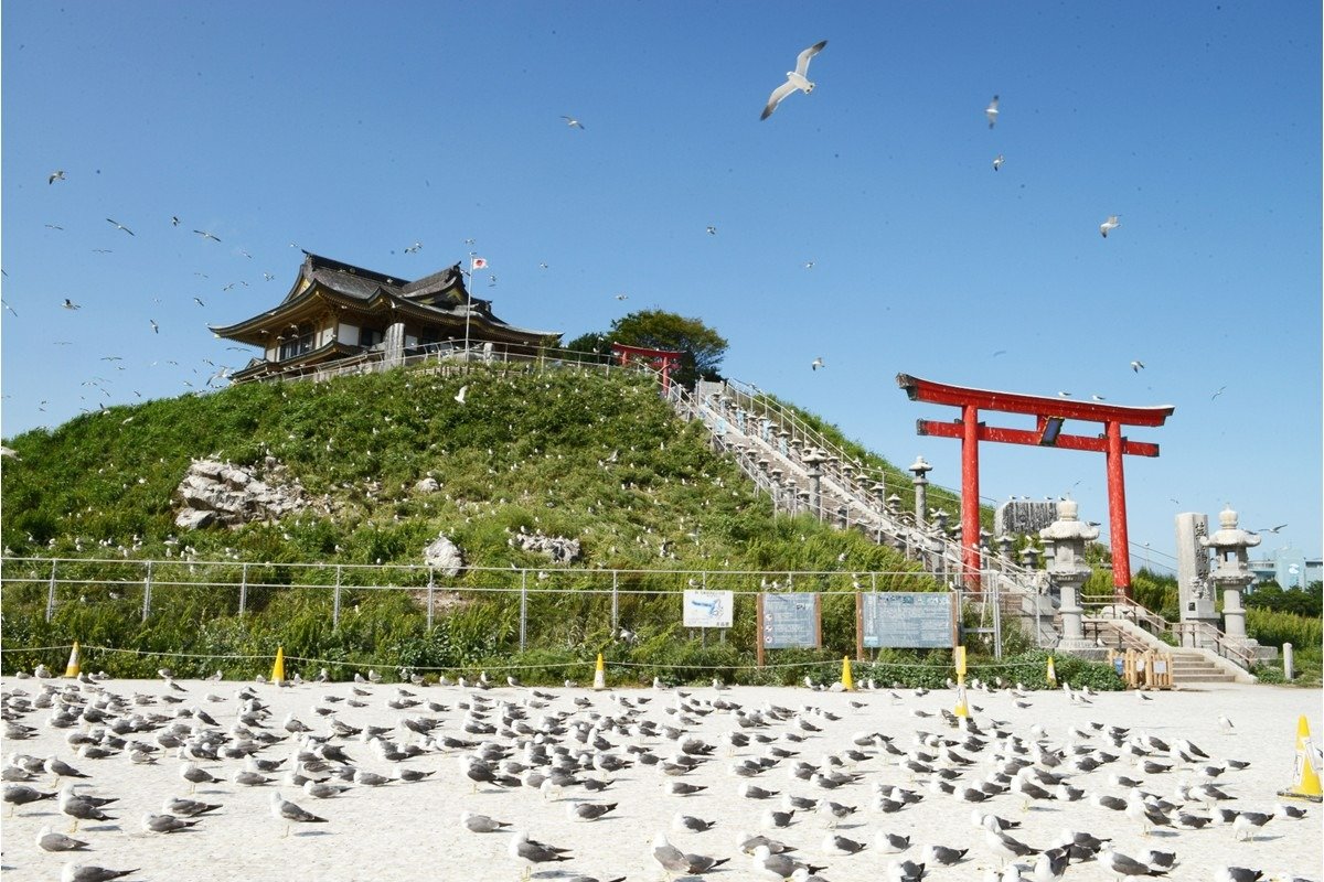 歩くのにも注意が必要なほどウミネコで埋まります