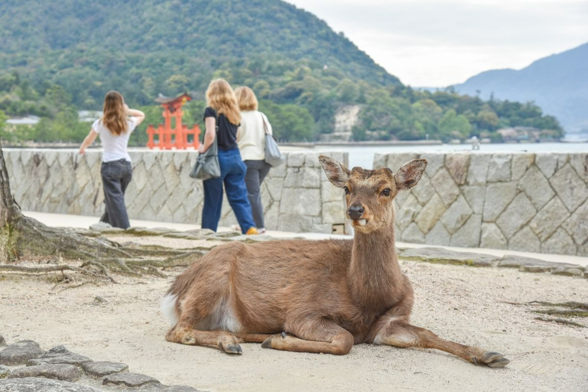 多くのシカは7～8時頃に山から下りてきます