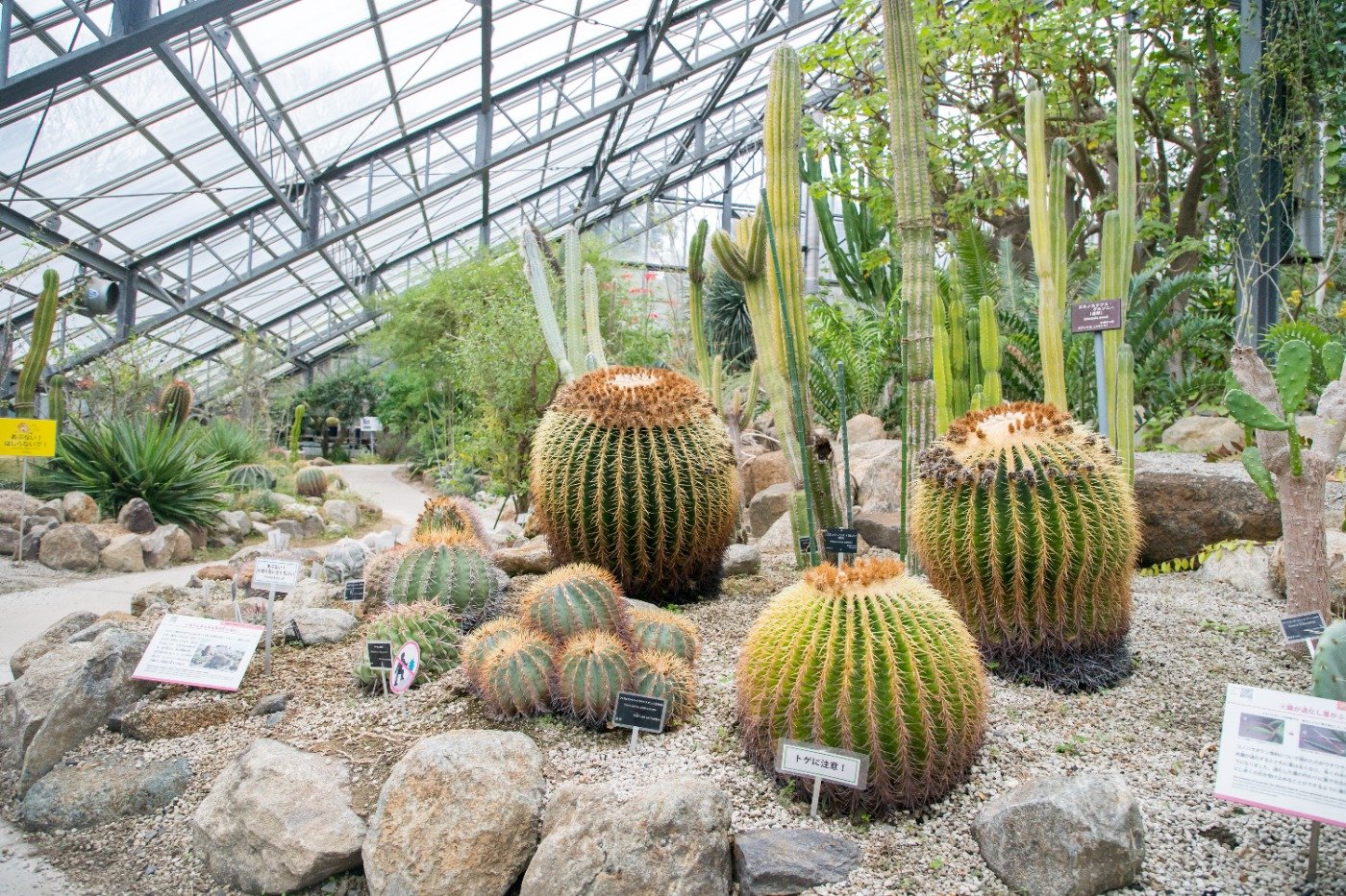 温室では世界のさまざまな植物が展示されており、とてもユニーク