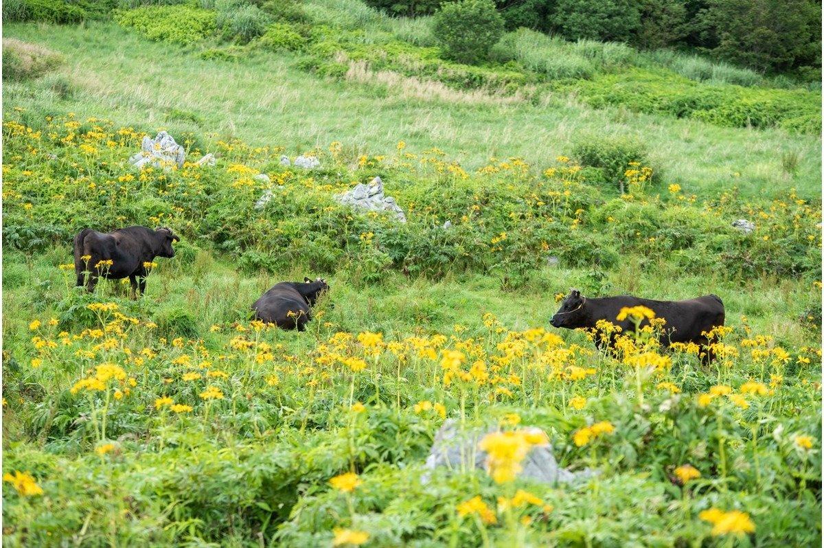 放牧牛と夏の景色を彩るハンカイソウは四国カルストの名物風景