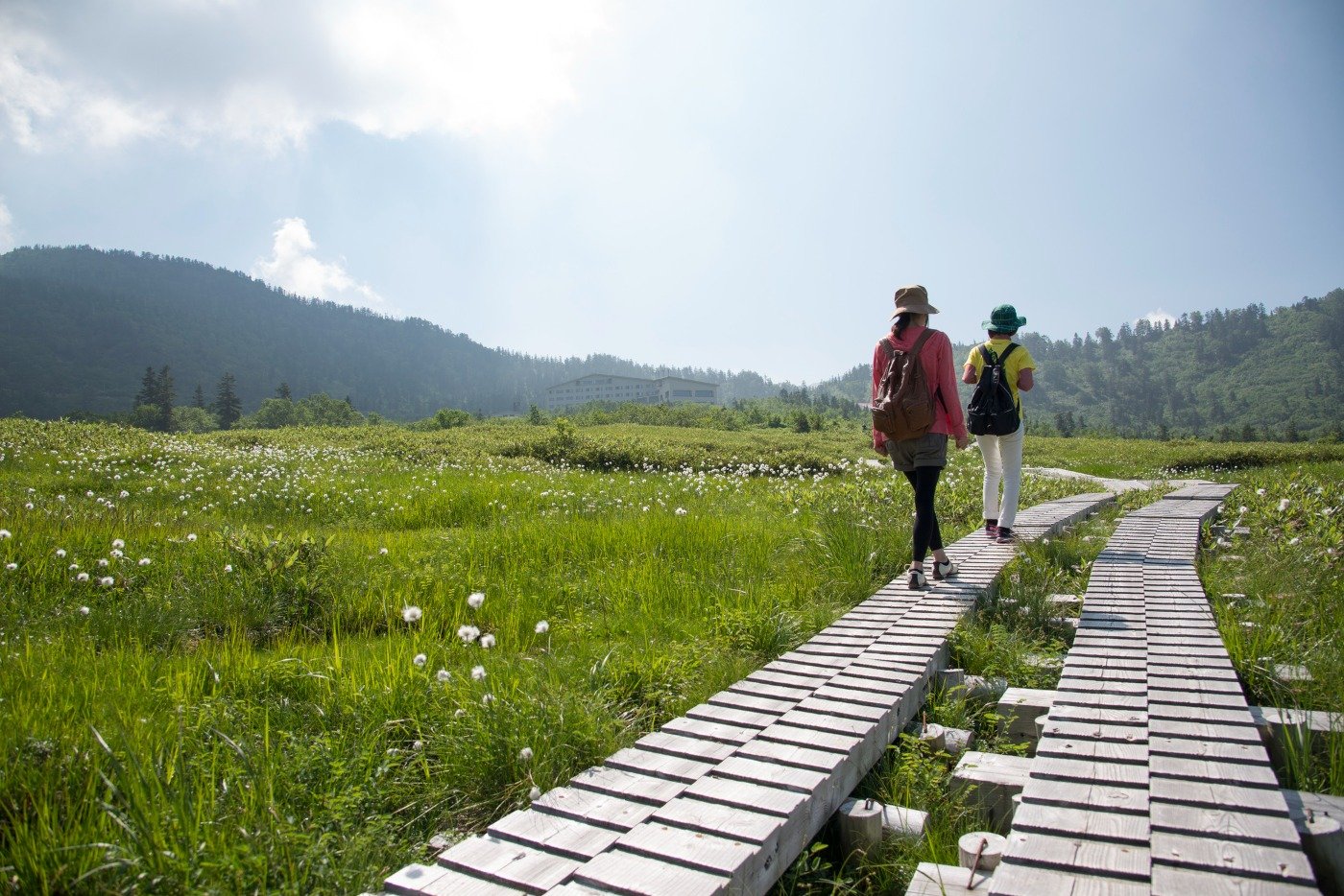 木道を歩くと多様な高山植物が迎えてくれます