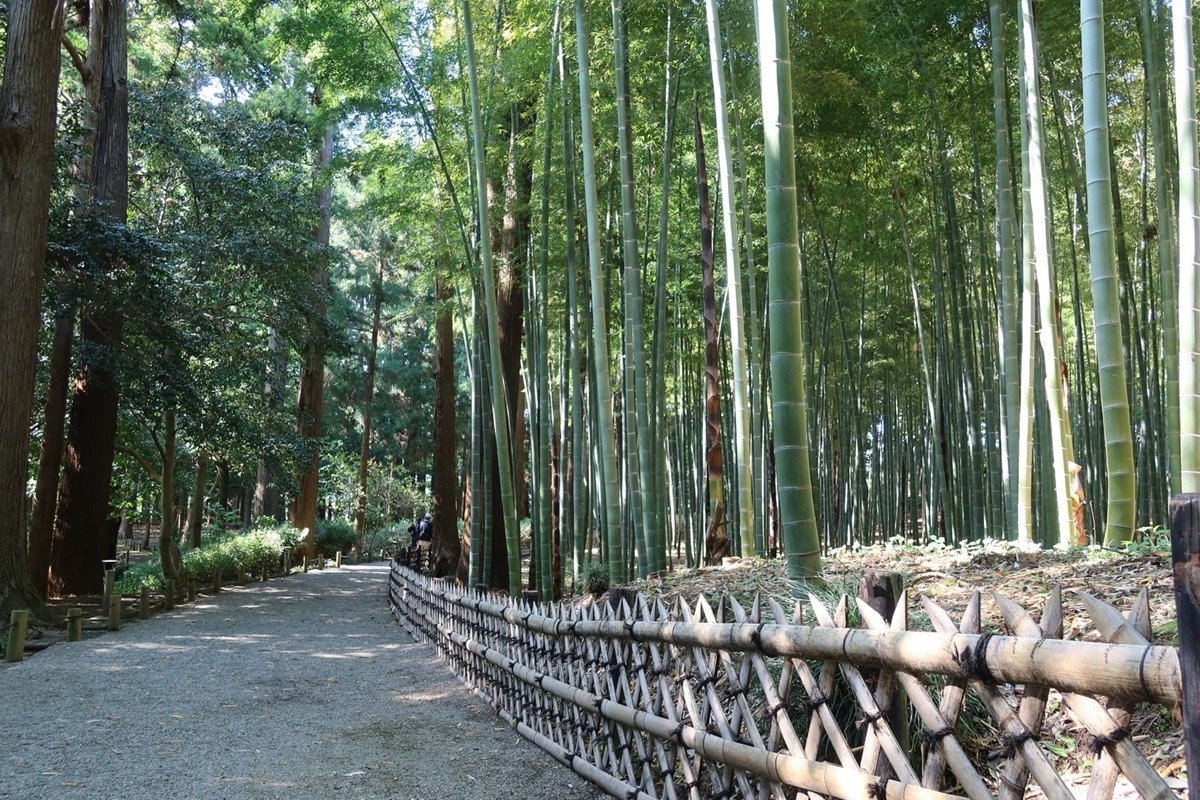 竹は弓の材料にするため斉昭が京都から移植