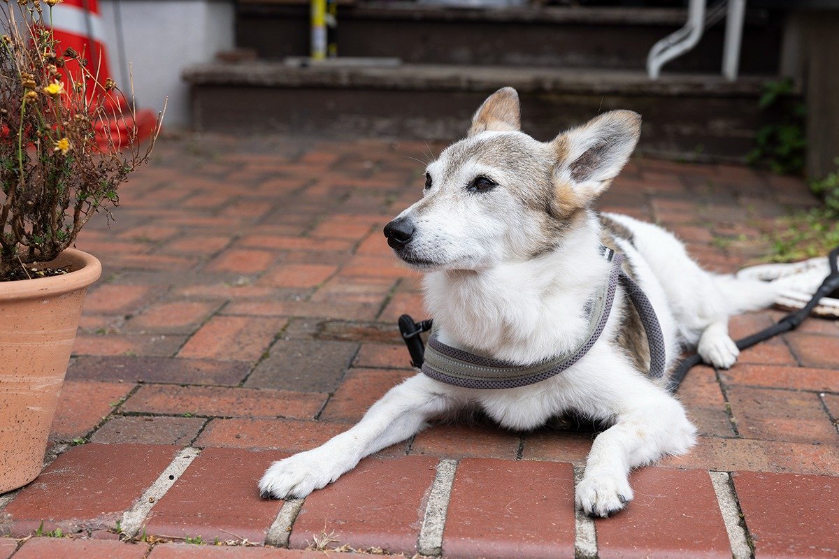 看板犬のイリマ君。渡辺さんは保護犬を3頭引き取って育てています