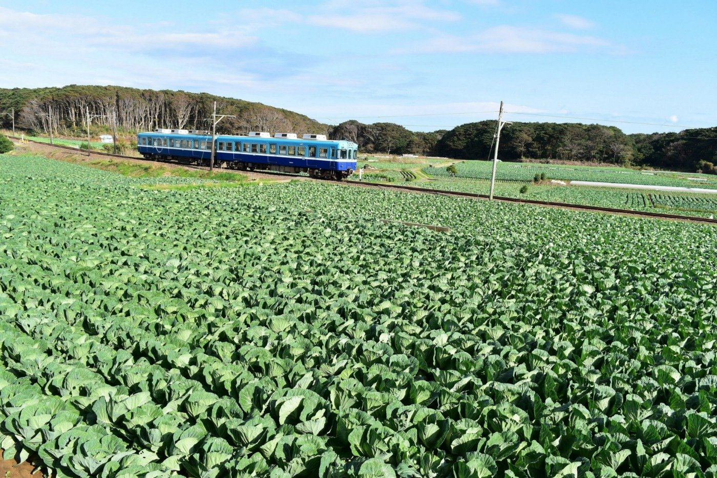 犬吠駅付近、キャベツ畑の中を走る3000形（元伊予鉄道700系）