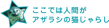 ここでは人間が アザラシの猫じゃらし