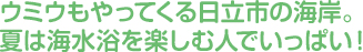 ウミウもやってくる日立市の海岸。夏は海水浴を楽しむ人でいっぱい！