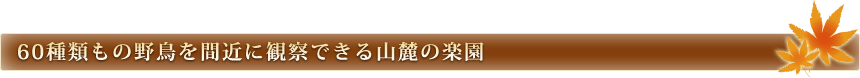 60種類もの野鳥を間近に観察できる山麓の楽園