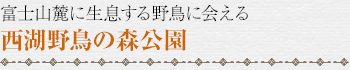 富士山麓に生息する野鳥に会える｜西湖野鳥の森公園