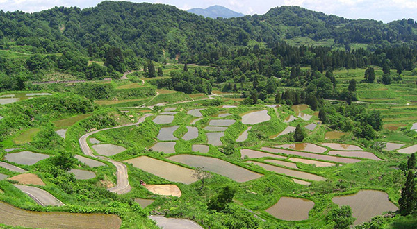 棚田の美しきこと。
これぞ、日本の原風景


