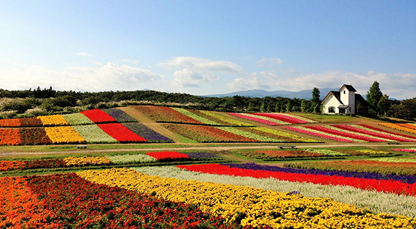 秋空とマリーゴールド。
古川のお花畑で散歩


