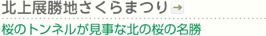 北上展勝地さくらまつり｜桜のトンネルが見事な北の桜の名勝