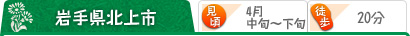 岩手県北上市 （見頃）4月中旬～下旬 （駅から）徒歩20分