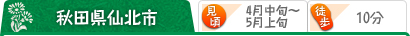 秋田県仙北市 （見頃）4月中旬～5月上旬 （駅から）徒歩10分