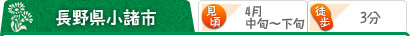 長野県小諸市 （見頃）4月中旬～下旬 （駅から）徒歩3分