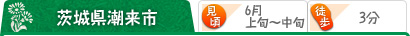 茨城県潮来市 （見頃）6月上旬～中旬 （駅から 徒歩3分