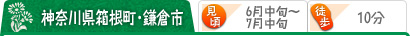 神奈川県箱根町・鎌倉市 （見頃）6月中旬～7月中旬 （駅から）徒歩10分