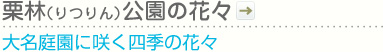栗林（りつりん）公園の花々｜大名庭園に咲く四季の花々