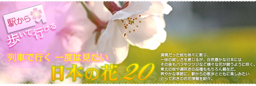 駅から歩いて行ける 列車で行く 一度は見たい日本の花20