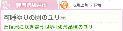 静岡県袋井市｜6月上旬～下旬｜可睡ゆりの園のユリ｜丘陵地に咲き競う世界150余品種のユリ