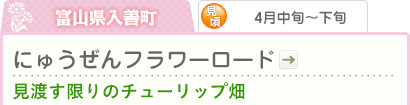 富山県入善町｜4月中旬～下旬｜にゅうぜんフラワーロード ｜見渡す限りのチューリップ畑