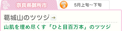 奈良県御所市｜5月上旬～下旬｜葛城山のツツジ｜山肌を埋め尽くす「ひと目百万本」のツツジ