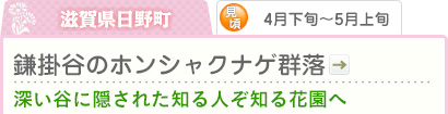 滋賀県日野町｜4月下旬～5月上旬｜鎌掛谷のホンシャクナゲ群落｜深い谷に隠された知る人ぞ知る花園へ