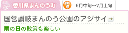 香川県まんのう町｜6月中旬～7月上旬｜国営讃岐まんのう公園のアジサイ｜雨の日の散策も楽しい