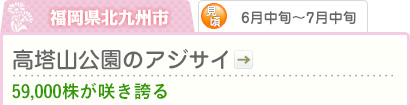 福岡県北九州市｜6月中旬～7月中旬｜高塔山公園のアジサイ｜59,000株が咲き誇る
