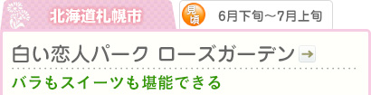 北海道札幌市｜6月下旬～7月上旬｜白い恋人パーク ローズガーデン｜バラもスイーツも堪能できる