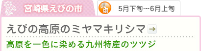 宮崎県えびの市｜5月下旬～6月上旬｜えびの高原のミヤマキリシマ｜高原を一色に染める九州特産のツツジ