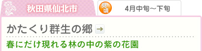 秋田県仙北市｜4月中旬～下旬｜かたくり群生の郷｜春にだけ現れる林の中の紫の花園