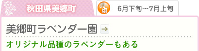 秋田県美郷町｜6月下旬～7月上旬｜美郷町ラベンダー園｜オリジナル品種のラベンダーもある