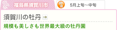 福島県須賀川市｜5月上旬～中旬｜須賀川の牡丹｜規模も美しさも世界最大級の牡丹園