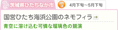 茨城県ひたちなか市｜4月下旬～5月下旬｜国営ひたち海浜公園のネモフィラ｜青空に溶け込む可憐な瑠璃色の競演