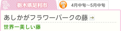 栃木県足利市｜4月中旬～5月中旬｜あしかがフラワーパークの藤｜世界一美しい藤