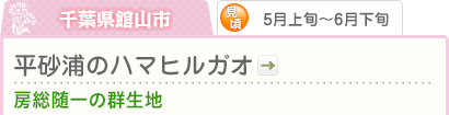 千葉県館山市｜5月上旬～6月下旬｜平砂浦のハマヒルガオ｜房総随一の群生地