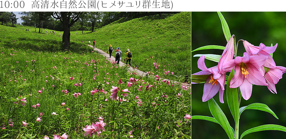 10:00　高清水自然公園(ヒメサユリ群生地)