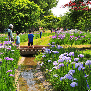 菊ケ丘運動公園
（3万株の花菖蒲）
