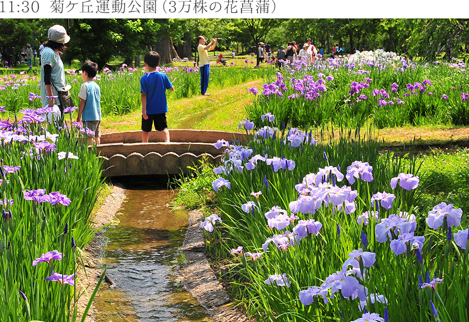 11:30　菊ケ丘運動公園
（3万株の花菖蒲）