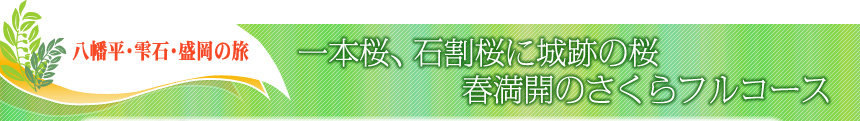 八幡平・雫石・盛岡の旅 ｜一本桜、石割桜に城跡の桜 春満開のさくらフルコース