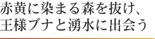 赤黄に染まる森を抜け、 王様ブナと湧水に出会う