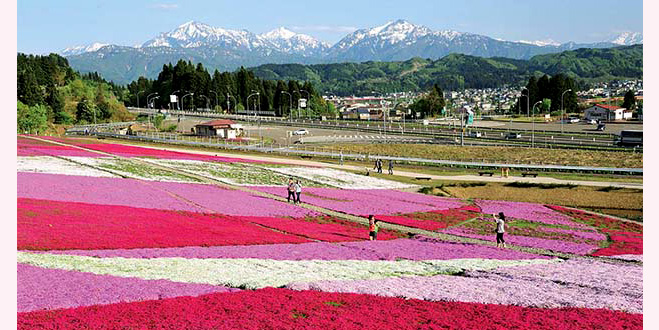 残雪の越後三山を借景に艶やかに色づく芝桜